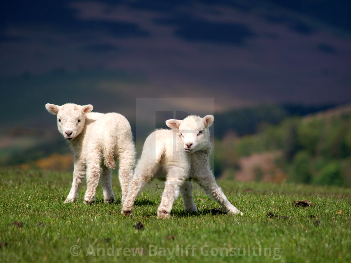 "Lambs on hillside near Keswick" stock image