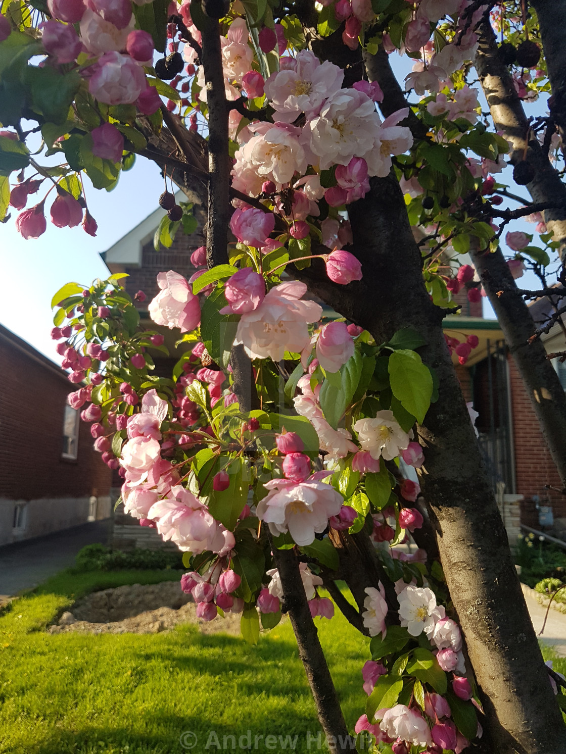 Cherry Blossoms In Front Of A Home License Download Or Print For 4 96 Photos Picfair Cherry Blossoms In Front Of A Home License Download Or Print For 4 96 Photos Picfair