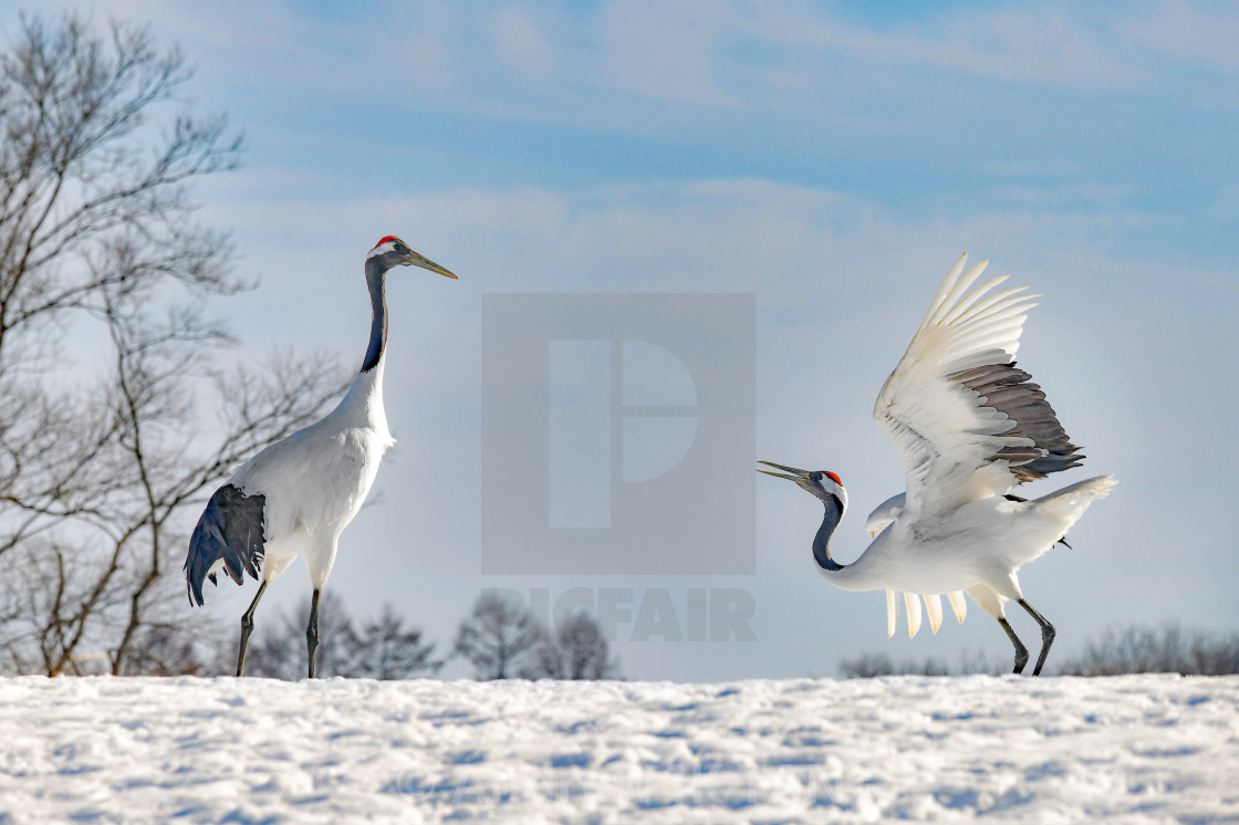 "Red Crowned Cranes Dance 02" stock image