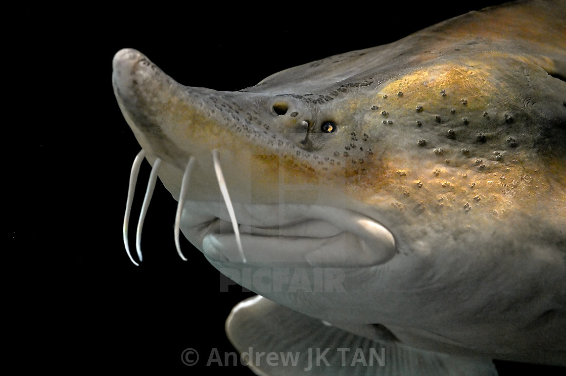 "Sturgeon Close Up 01" stock image