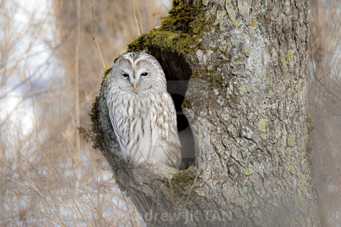 "Ural Owl 01" stock image