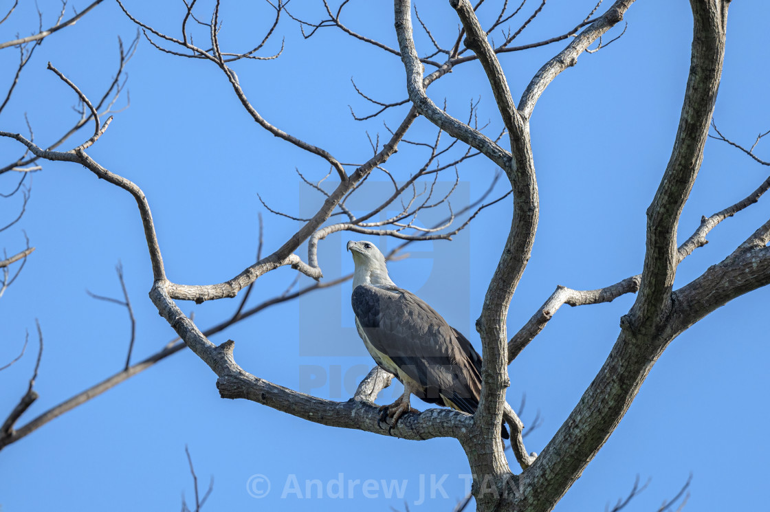 "White-Bellied Sea Eagle on perch" stock image