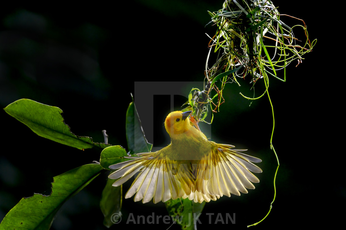 "Baja Weaver Weaving" stock image