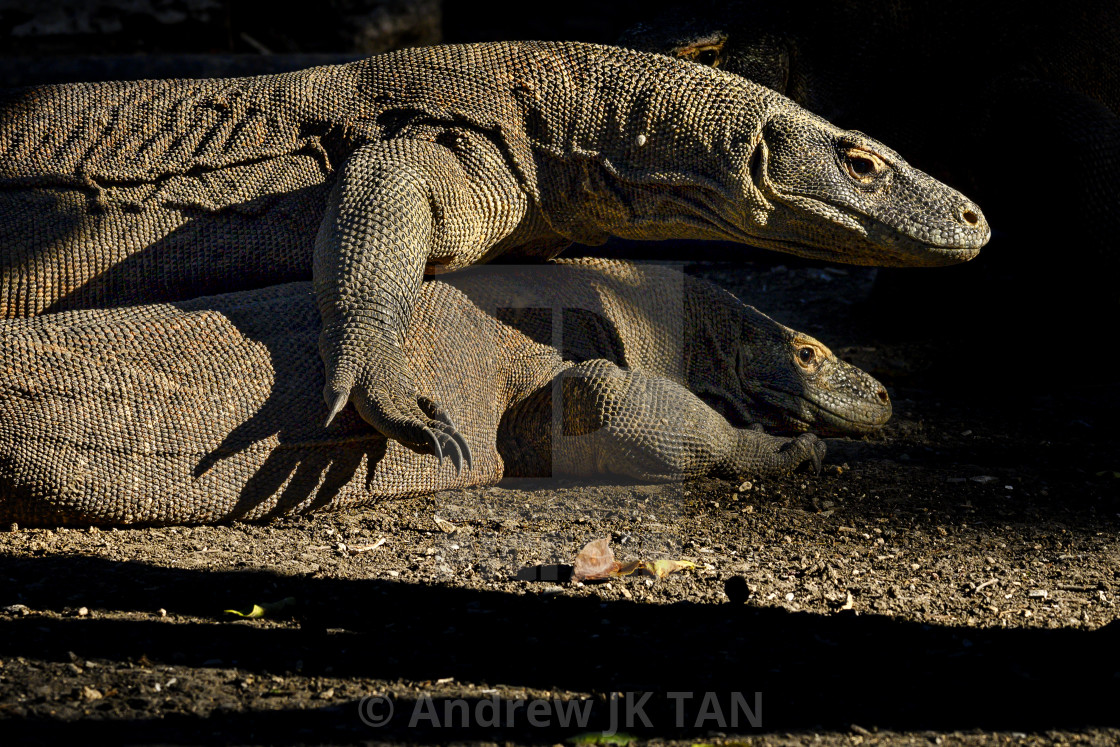 "Komodo Dragons mating 01" stock image