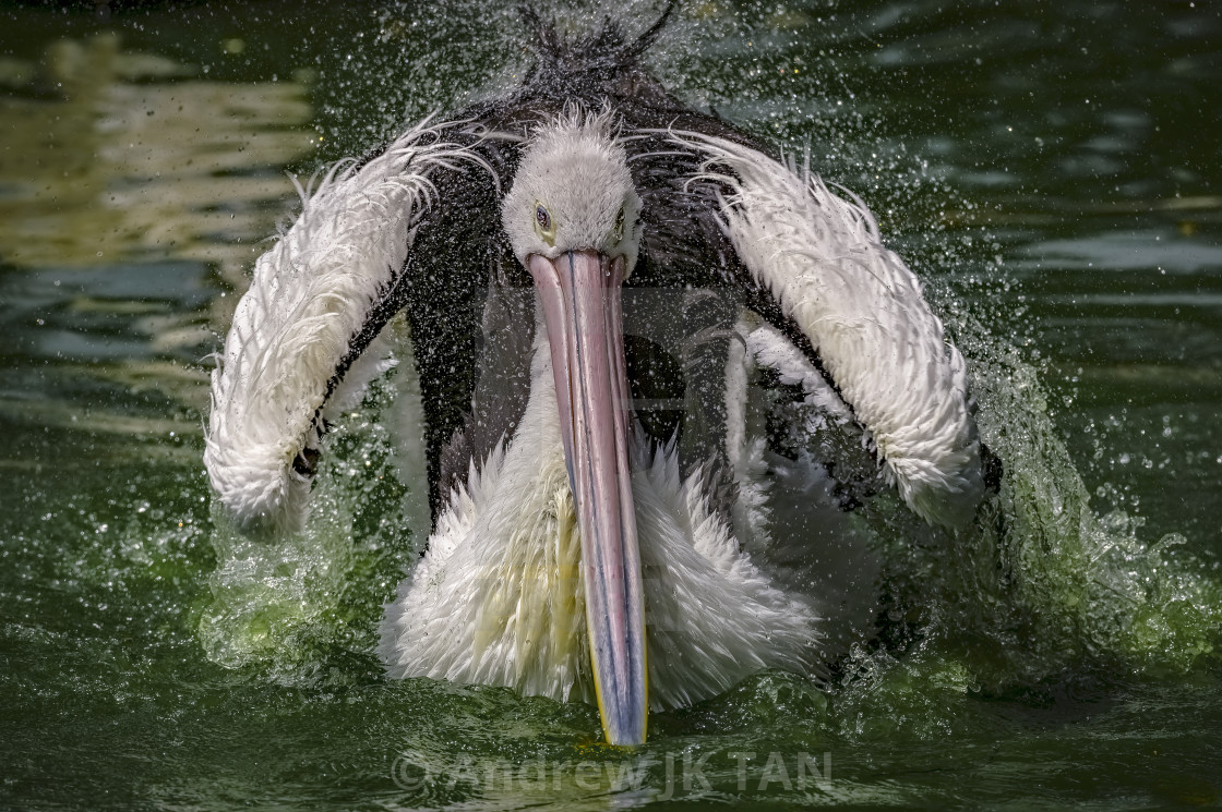 "Pelican Splash 02" stock image