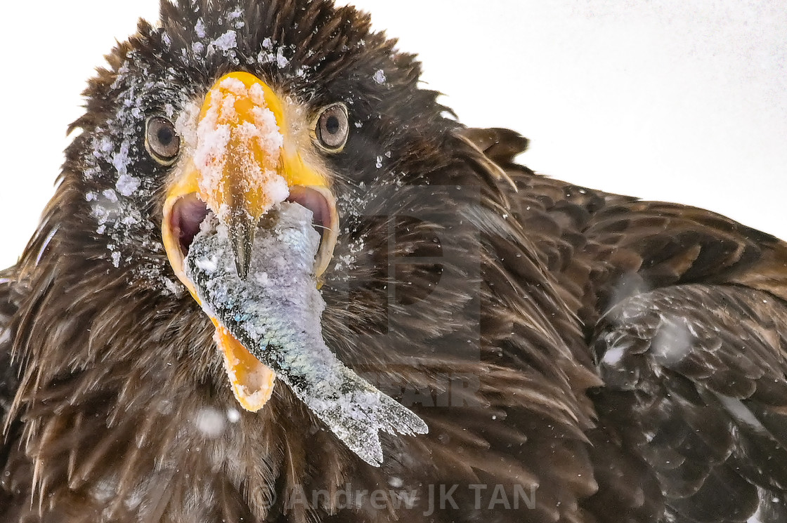 "Steller Sea Eagle with catch" stock image