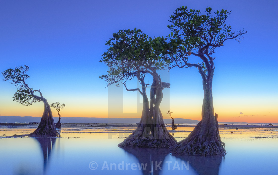 "Dancing Trees 04" stock image