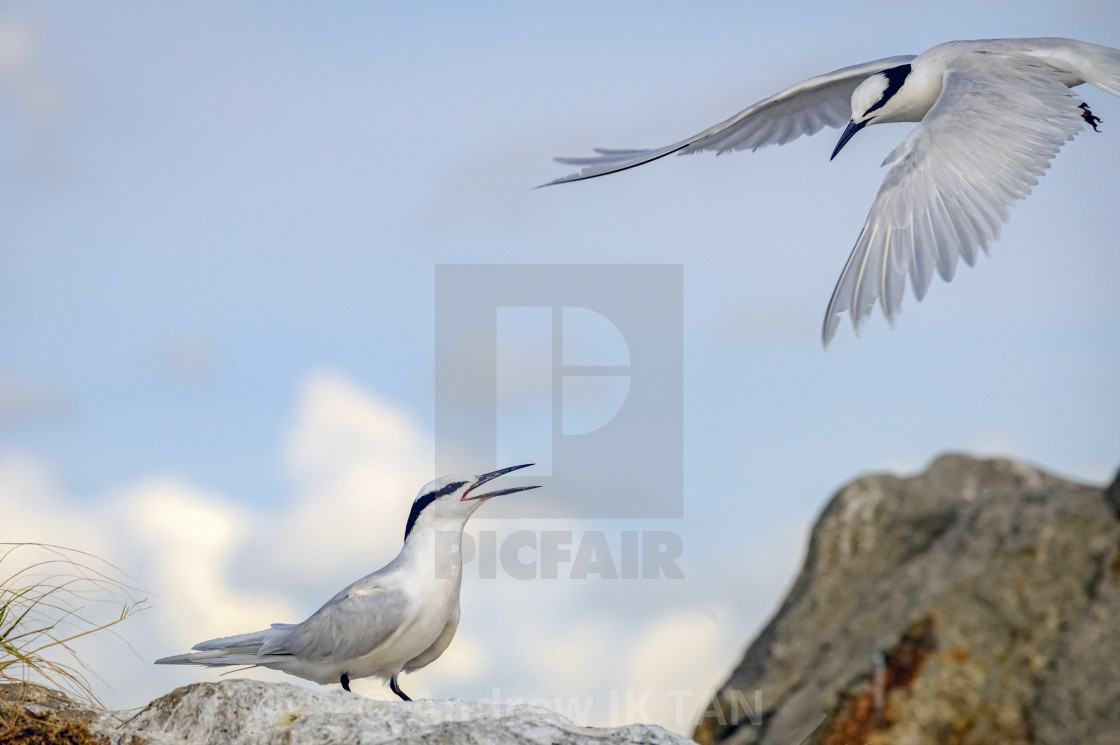 "Black Naped Terns 05" stock image