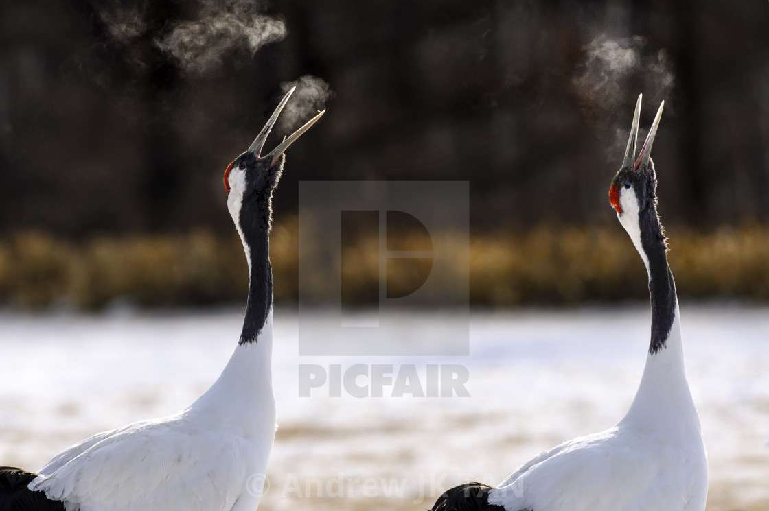 "Red-Crowned Cranes Calling" stock image