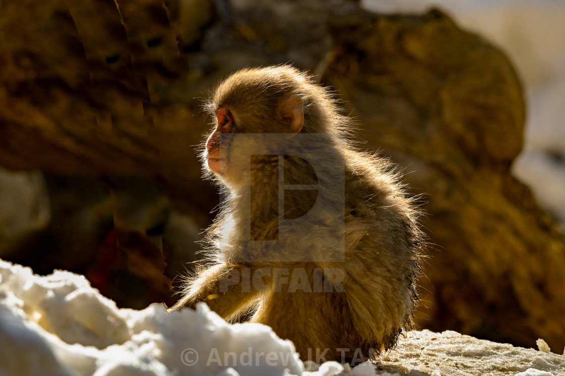 "Backlighted Snow Monkey 01" stock image