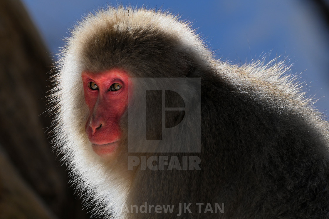 "Backlighted Snow Monkey 03" stock image