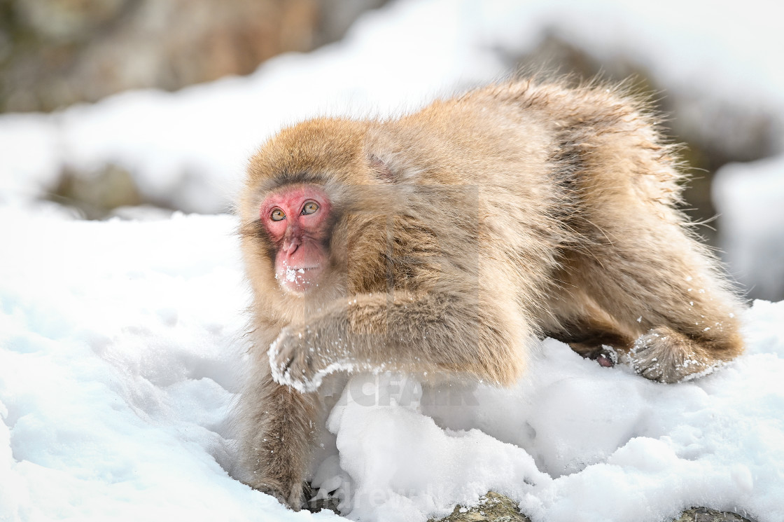 "Snow Monkey 09" stock image