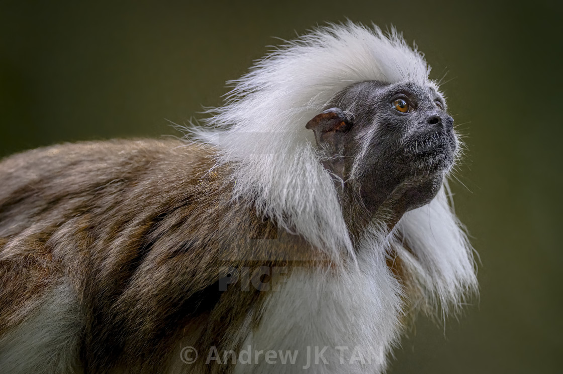 "Cotton-Top Tamarin" stock image