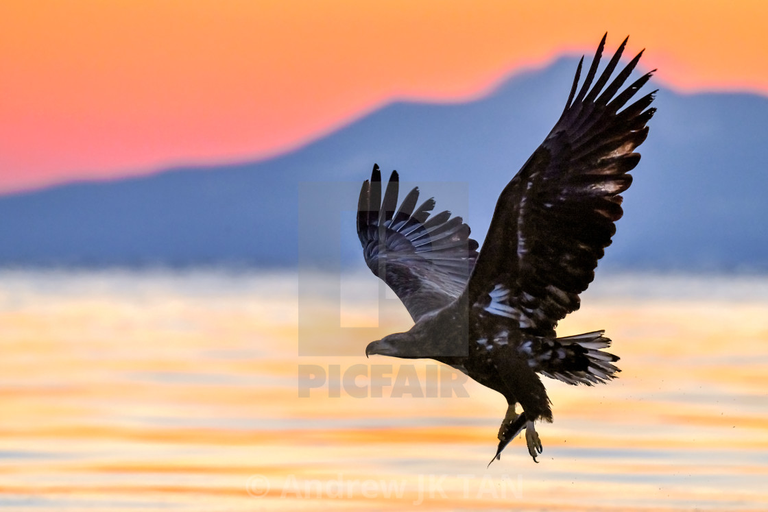 "White-Tailed Sea Eagle Sunrise 04" stock image