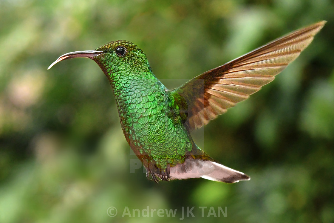 "Coppery Headed Emerald Hummingbird 01" stock image