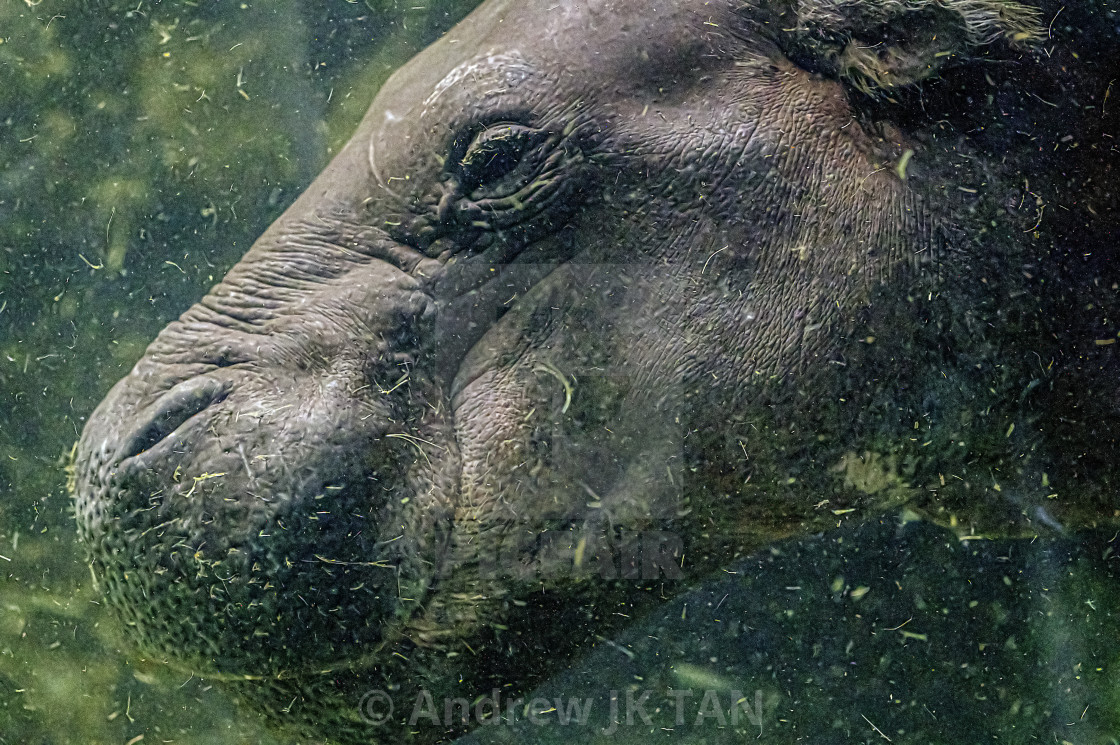"Submerged Pygmy Hippo" stock image
