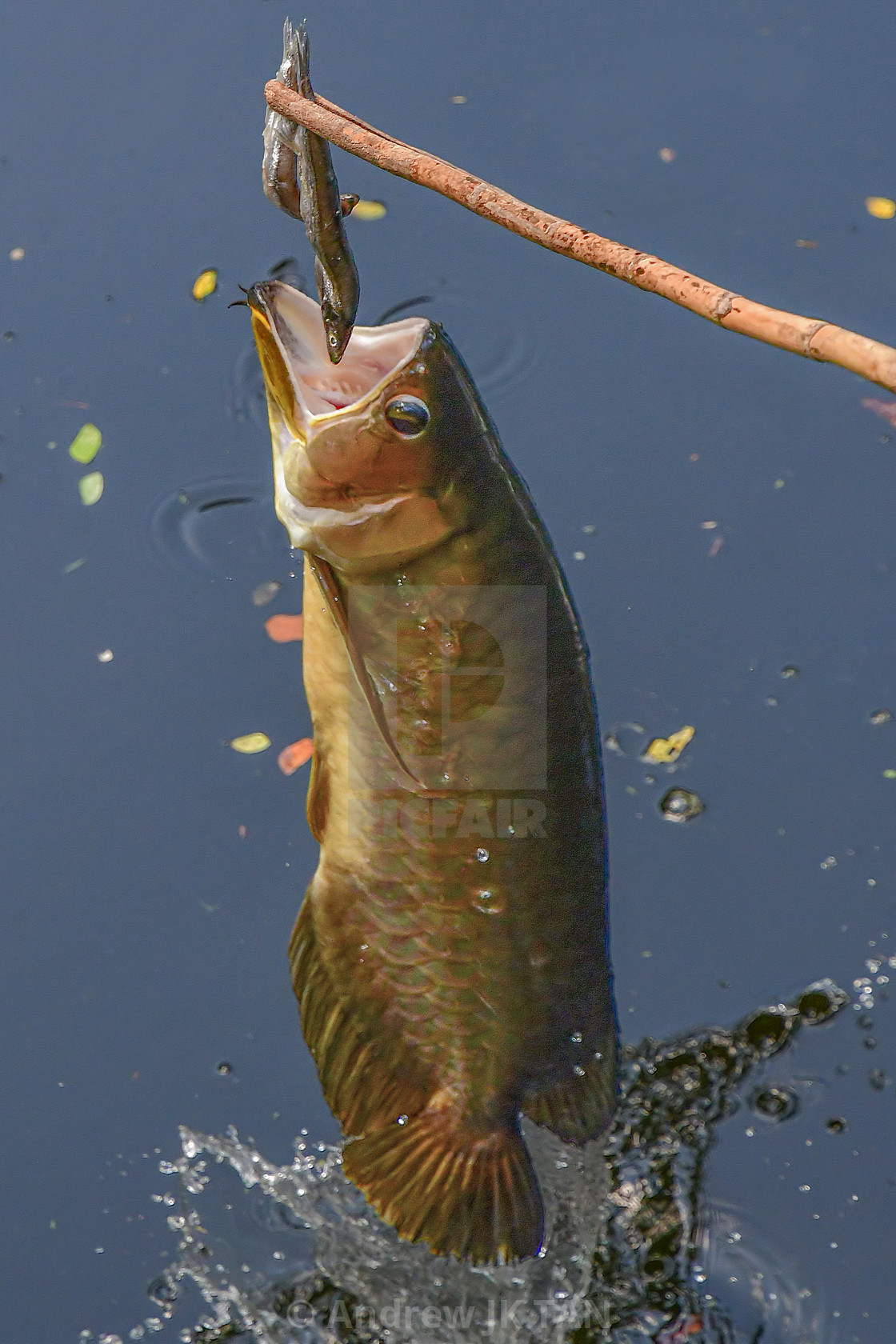 "Arowana Feeding 02" stock image