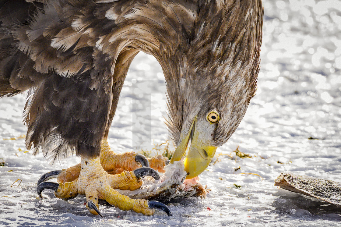 "White-Tailed Sea Eagle Feeding" stock image