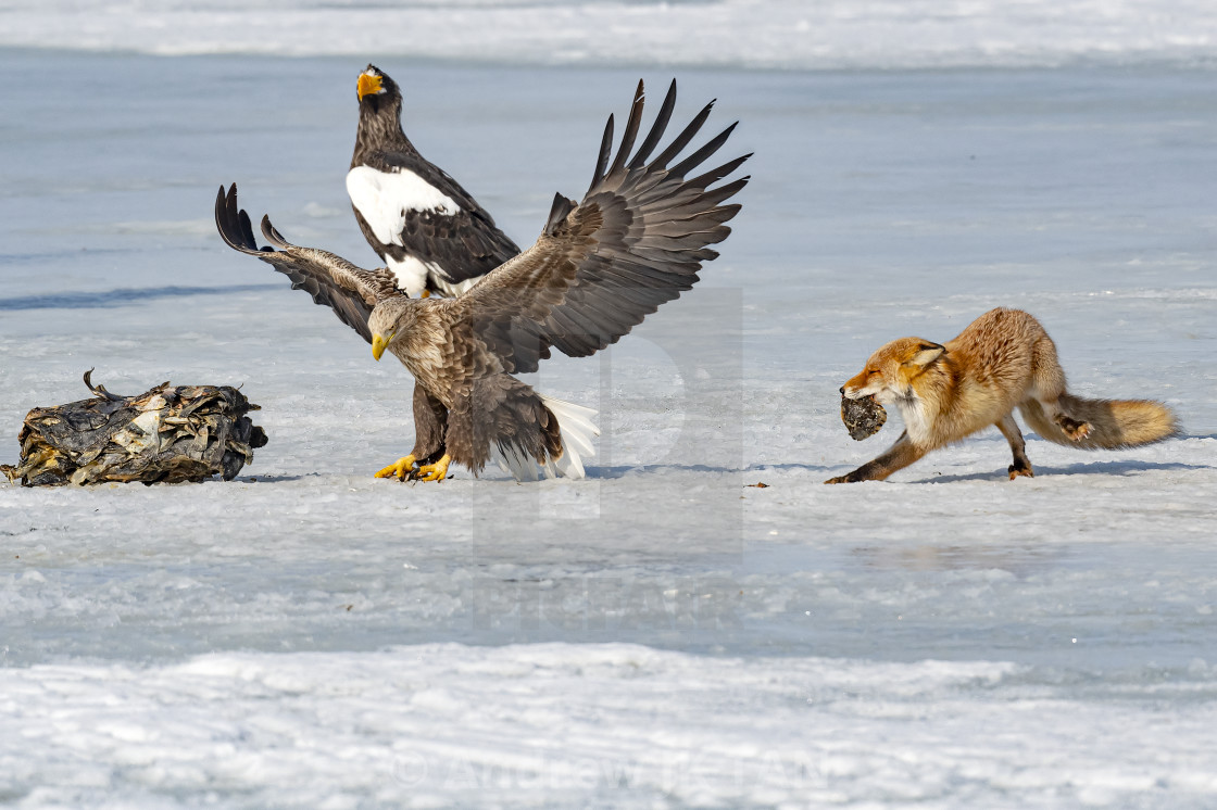 "Fox VS Eagle 010" stock image