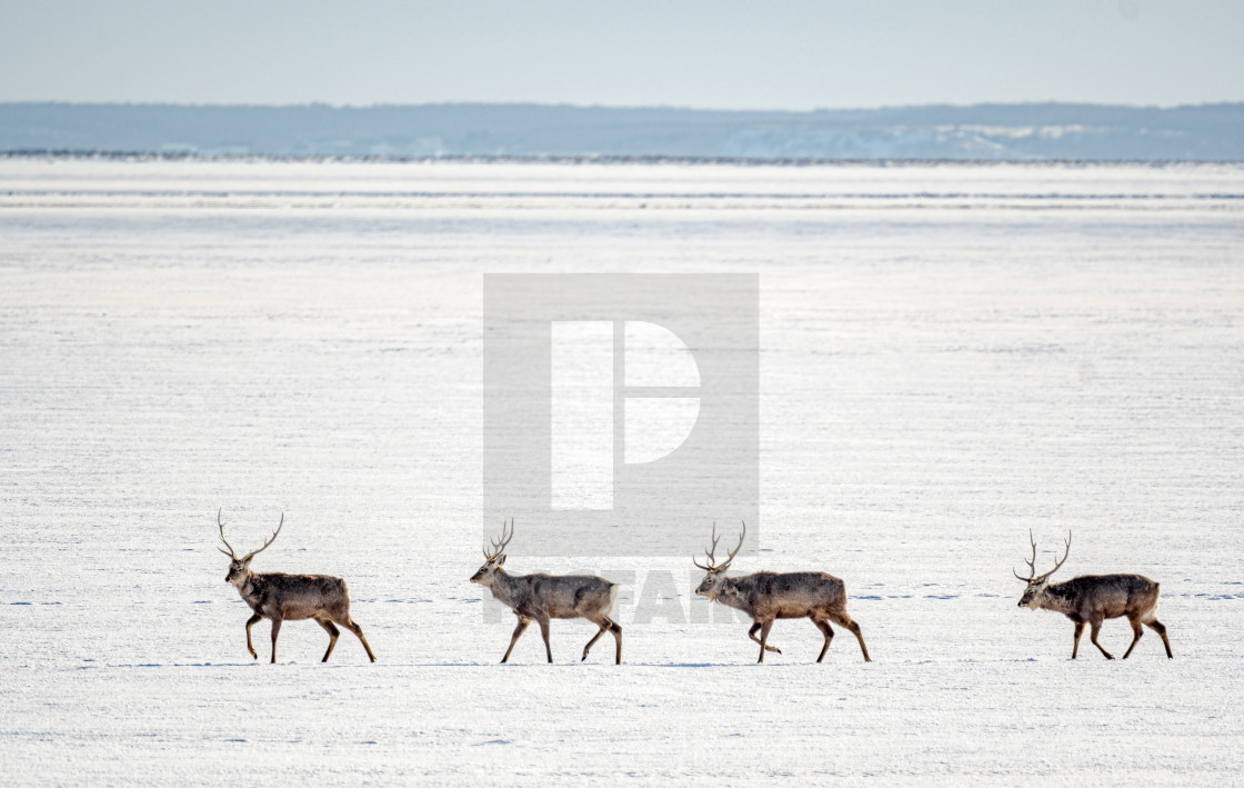 "Ezo Stags 01" stock image