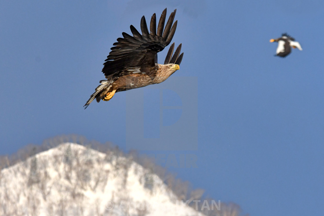 "White-Tailed Sea Eagle 03" stock image