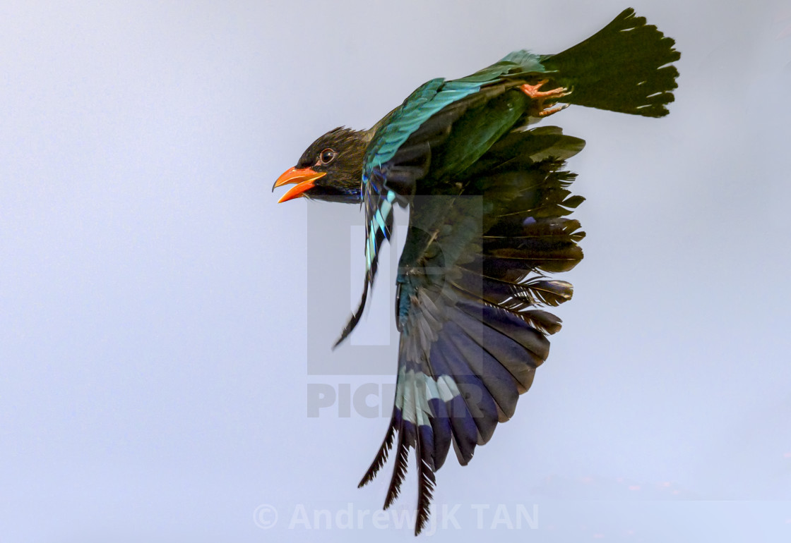 "Oriental Dollarbird 01" stock image