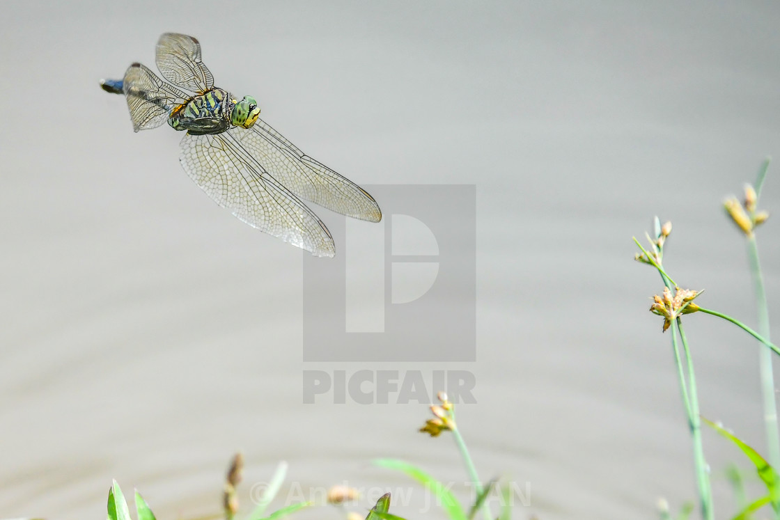 "Dragonfly in Flight 03" stock image