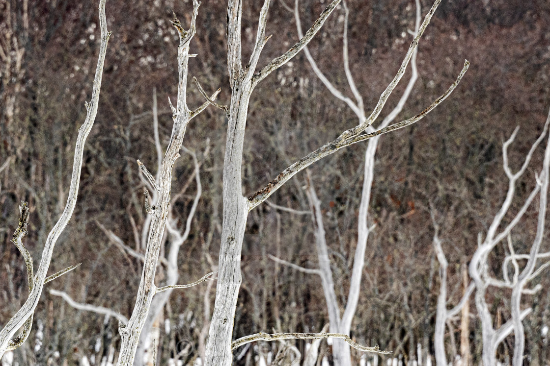 "Dead Forest 03" stock image