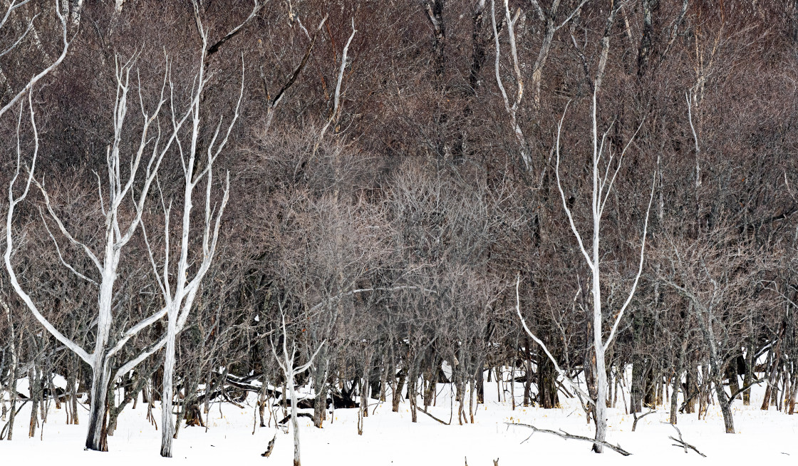 "Dead Forest 05" stock image