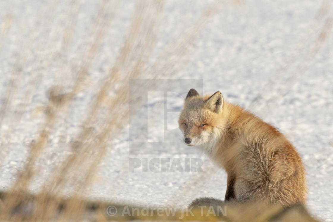 "EZO Red Fox 03" stock image