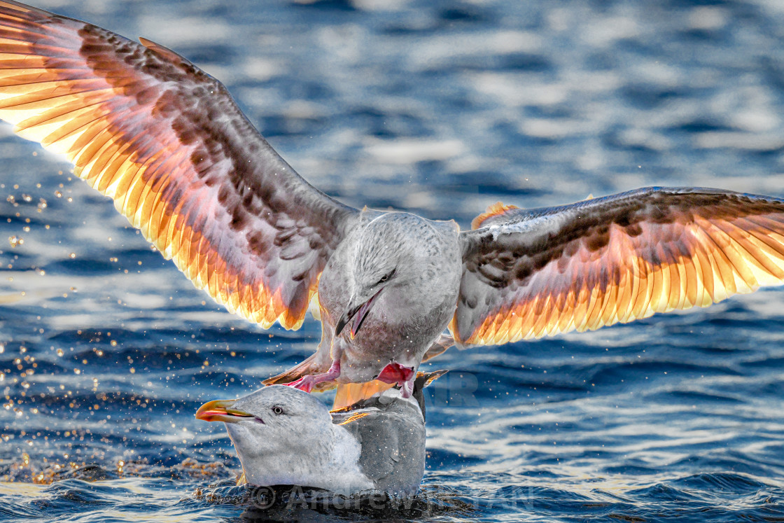 "Seagulls Interaction" stock image