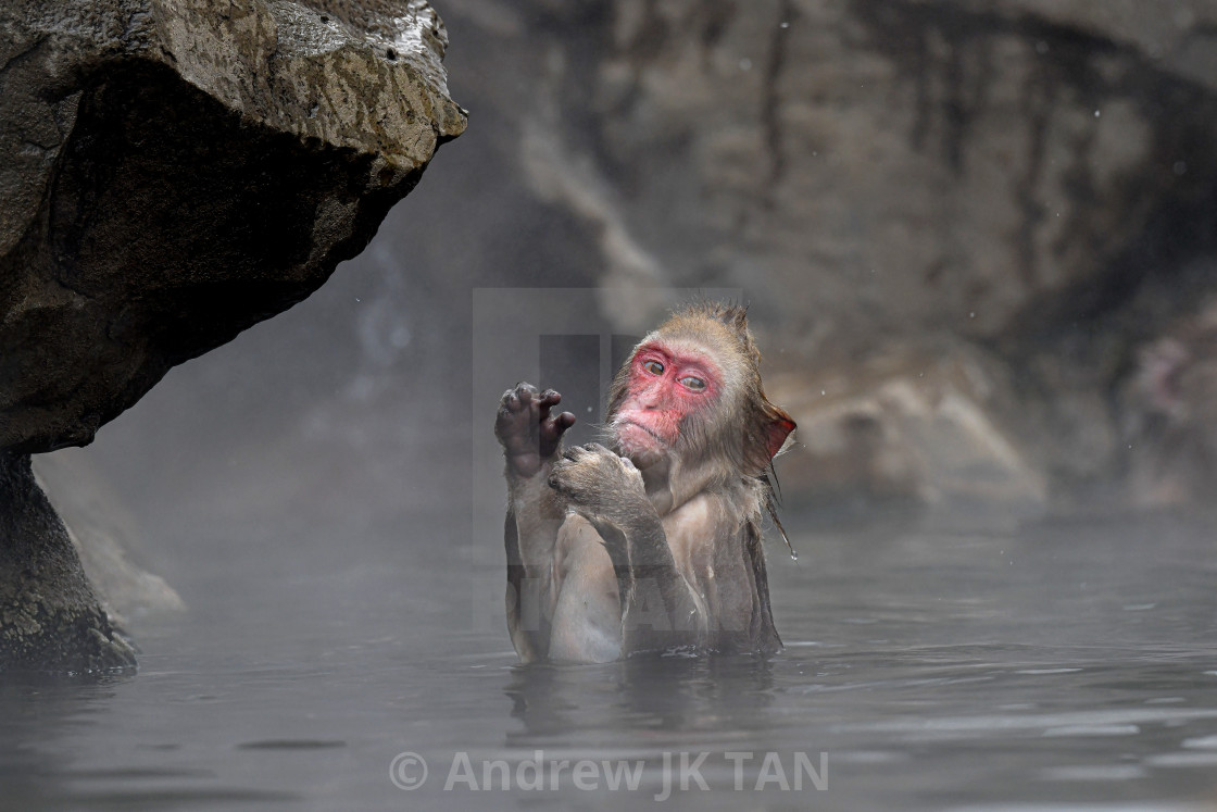 "Snow Monkey 18" stock image