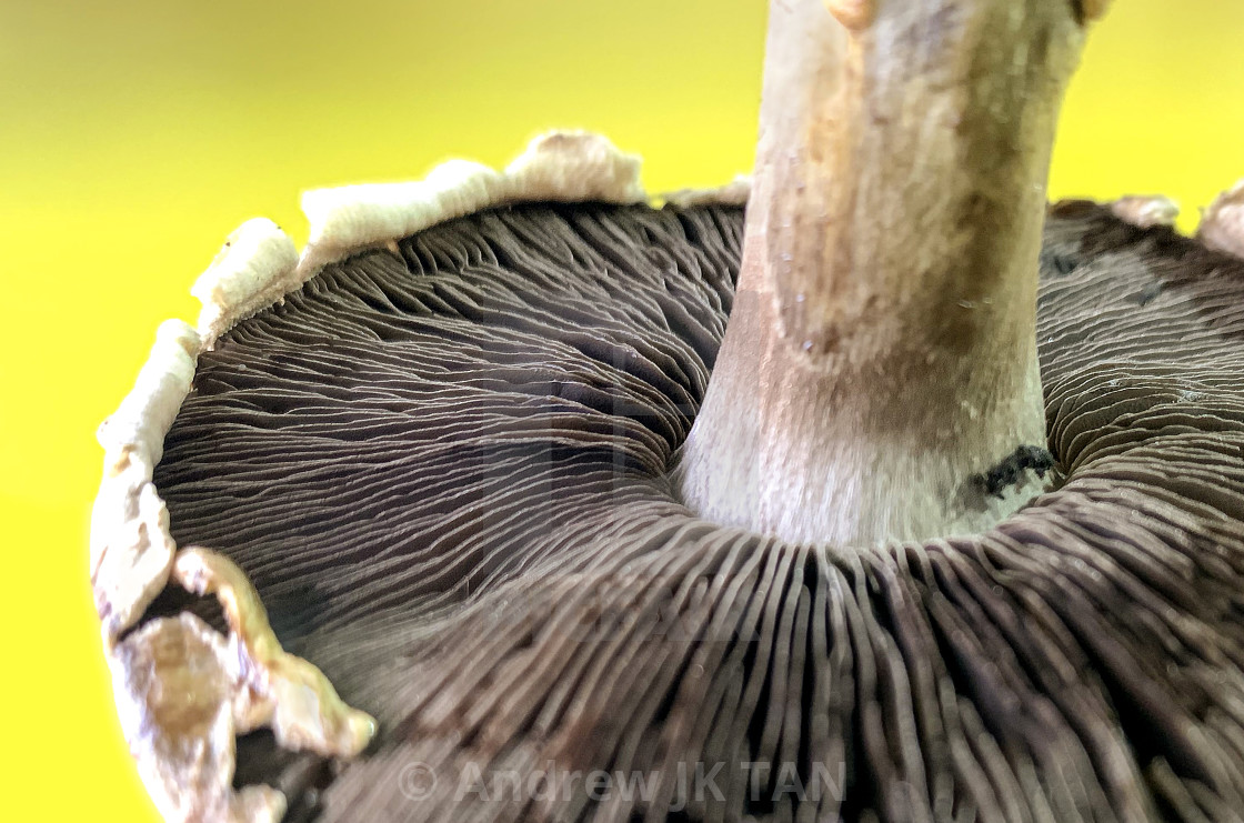 "Mini Portobello Mushroom 01" stock image