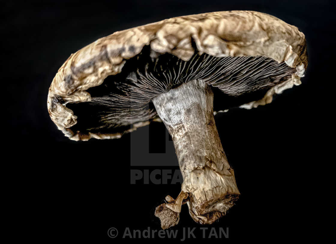 "Mini Portobello Mushroom 05" stock image