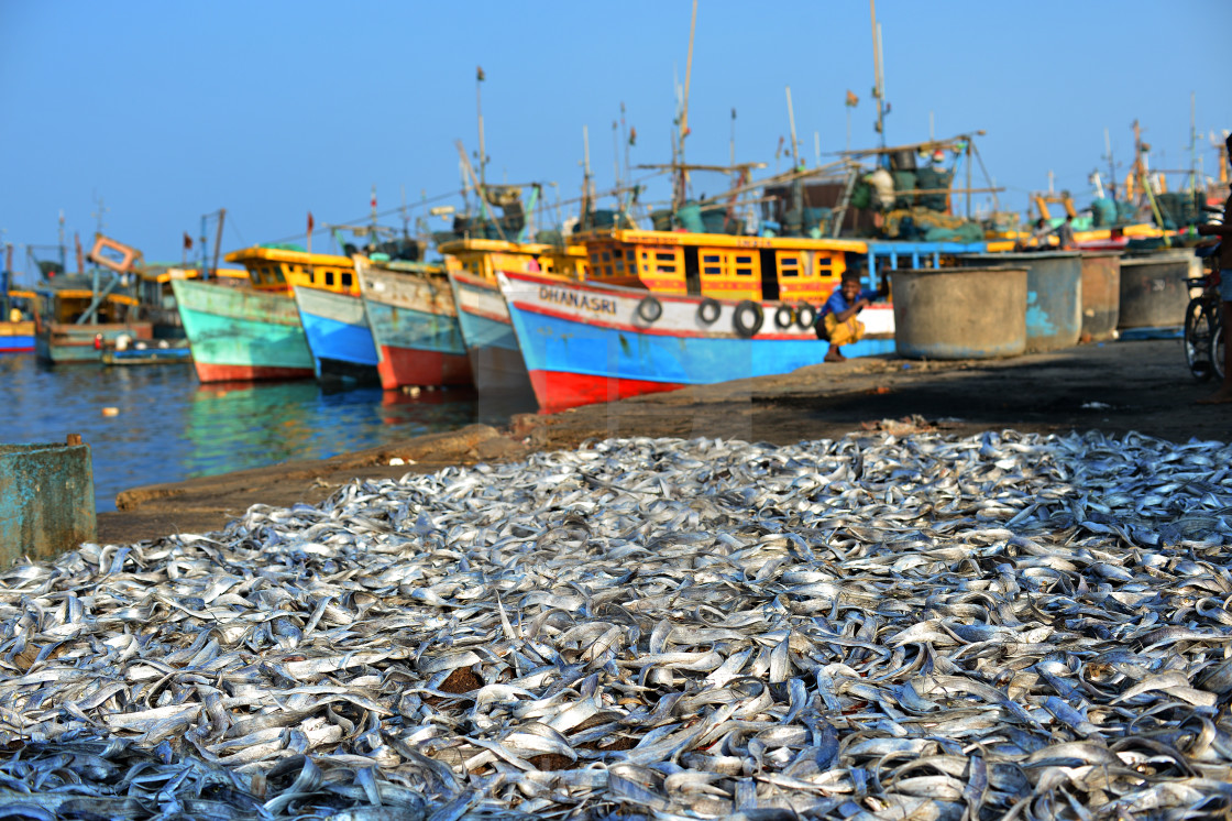 "Vizag Fishing Port 04" stock image