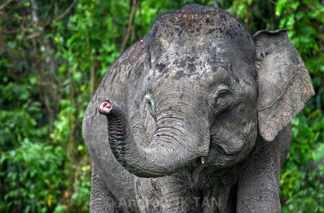 "Borneo Pygmy Elephant 04" stock image