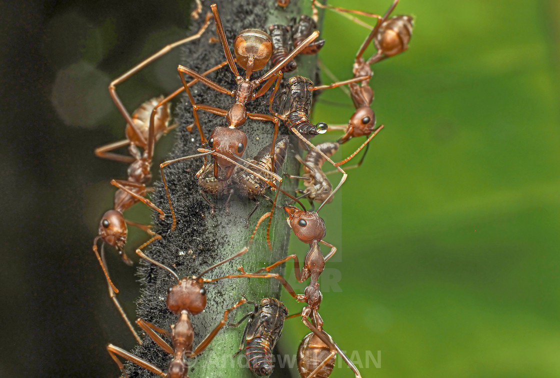 "Ants & Aphids 03" stock image