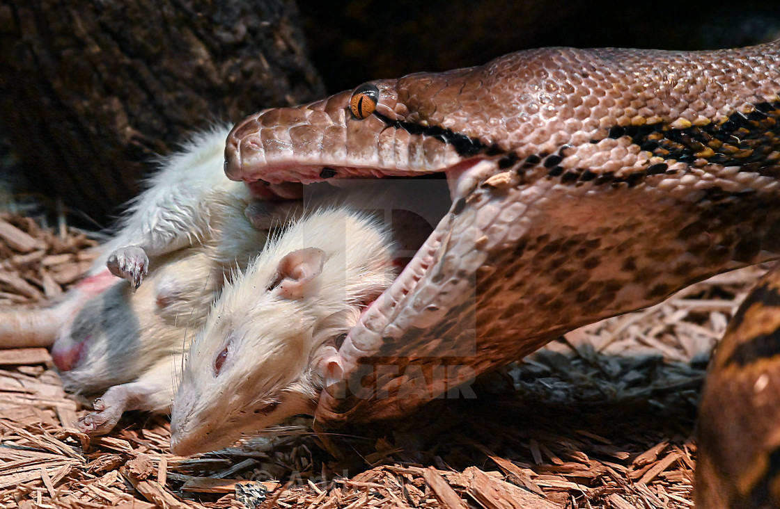 "Python Feeding 01" stock image