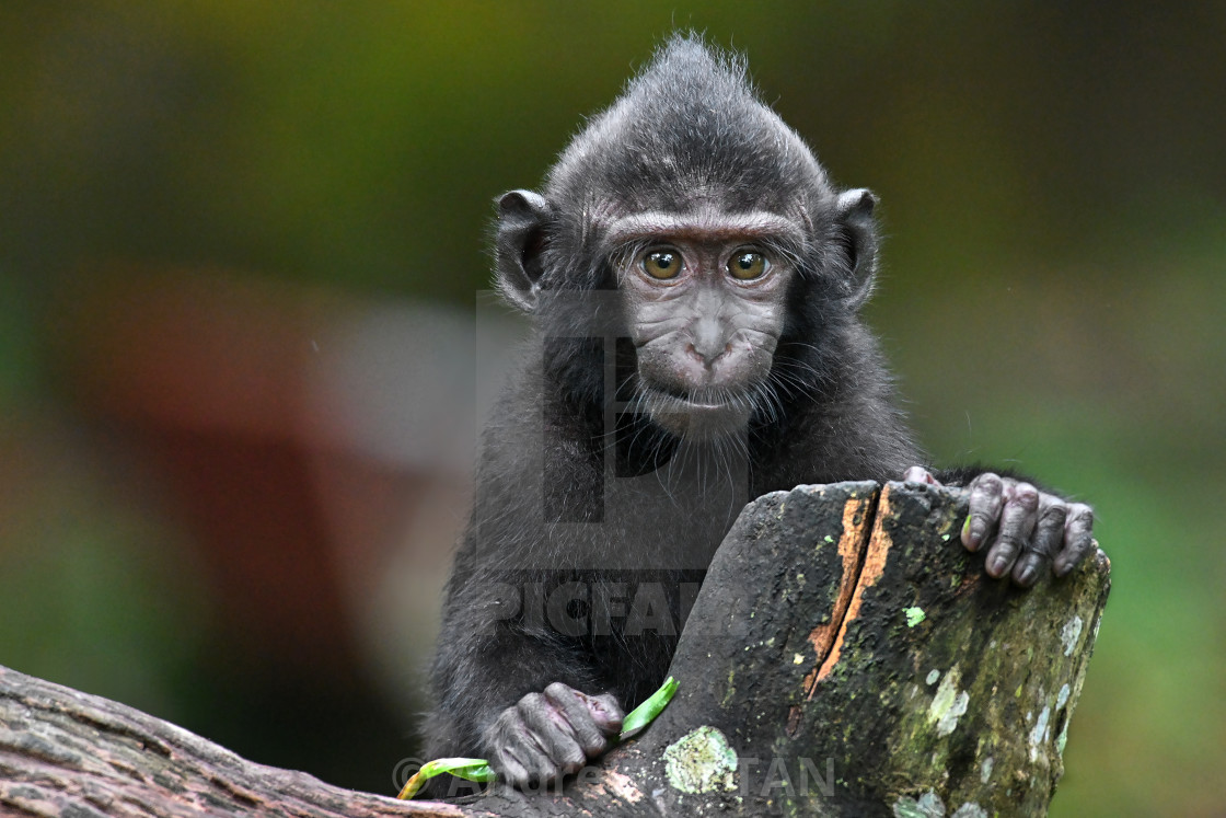 "Sulawesi Crested Macaque" stock image