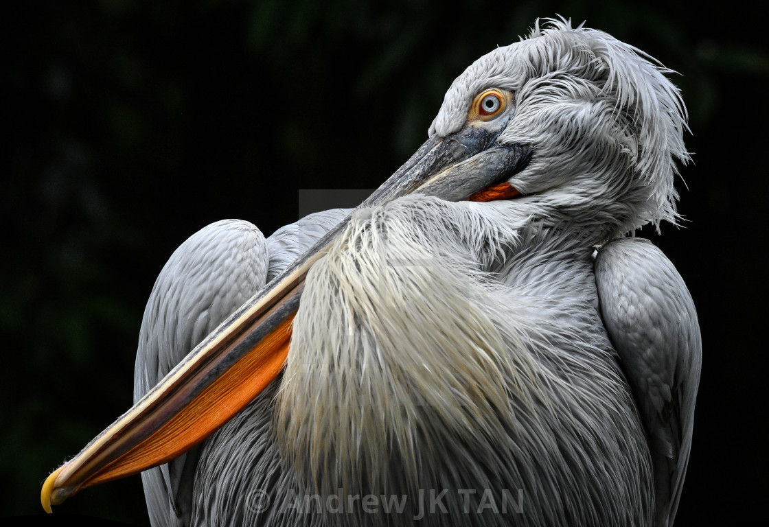 "Dalmatian Pelican 02" stock image