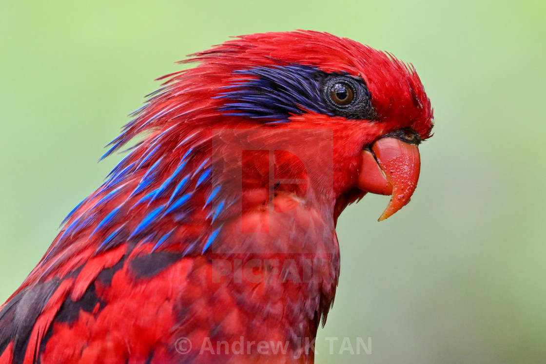 "Red Lory" stock image