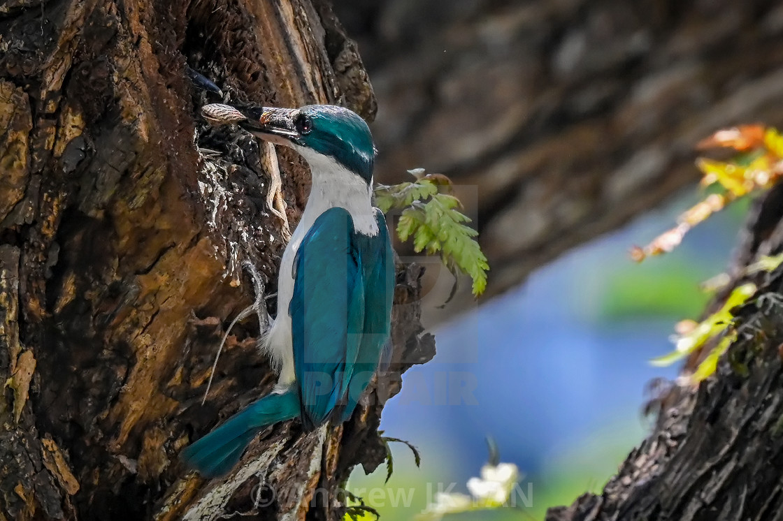 "White Collared Kingfisher 01" stock image