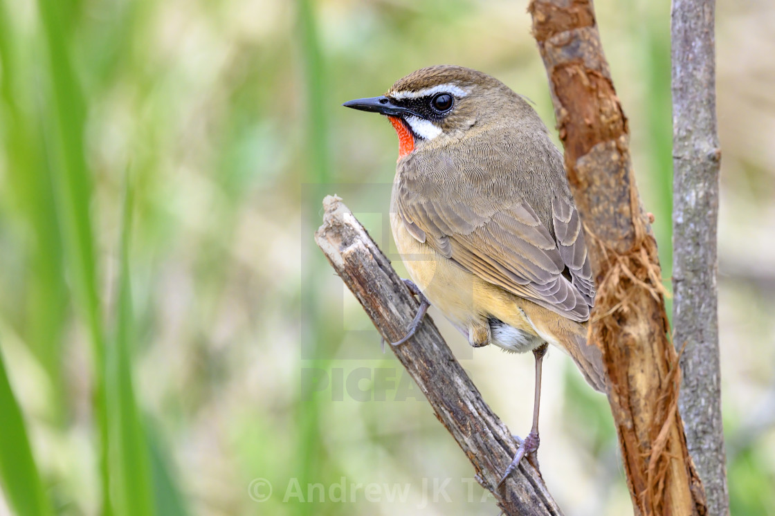 "Siberian Ruby Throat" stock image