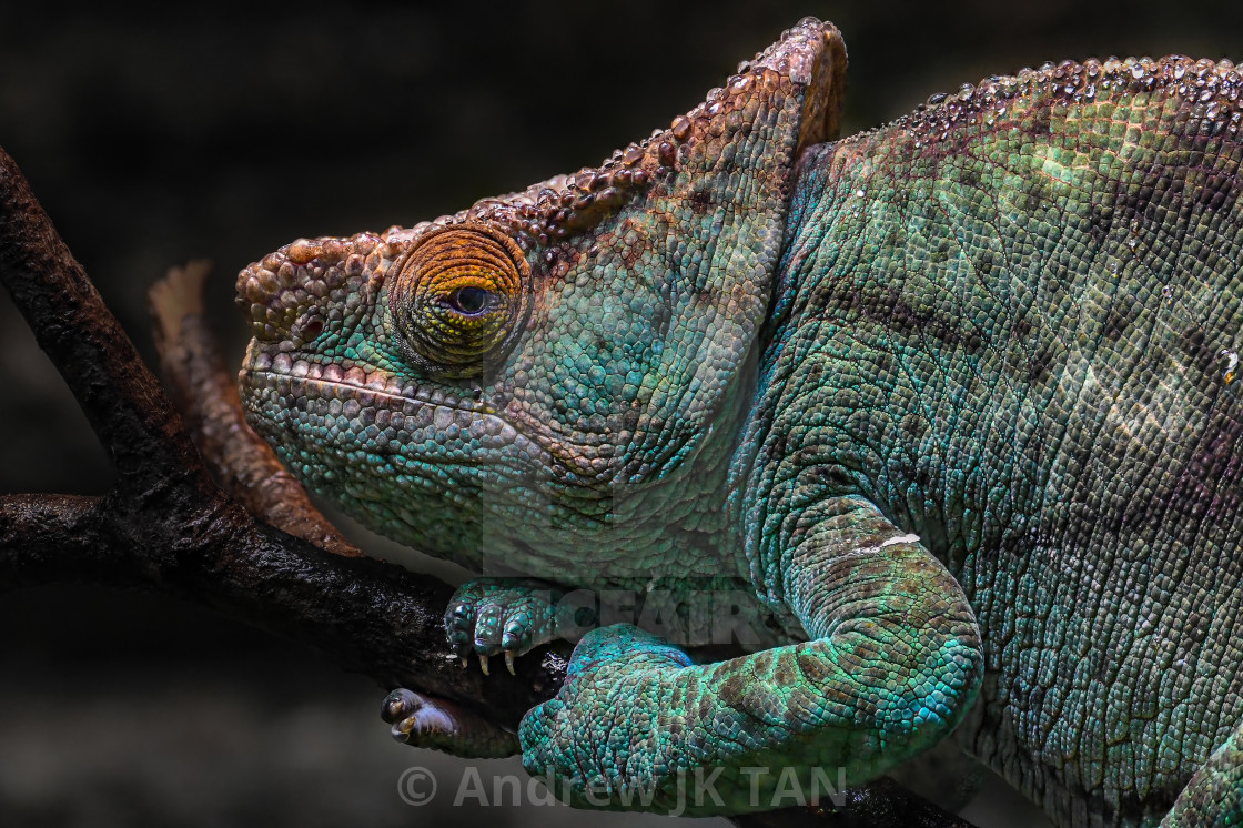 "Parson's Chameleon" stock image