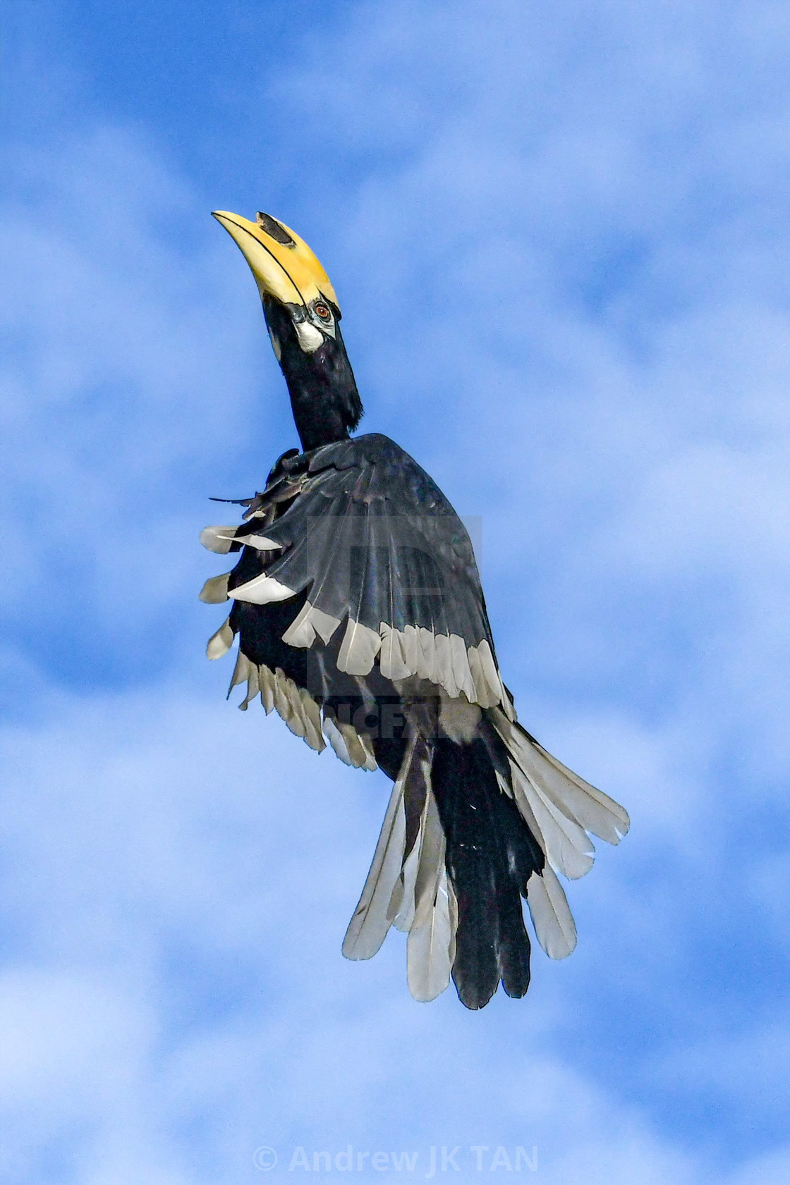 "Oriental Pied Hornbill 01" stock image