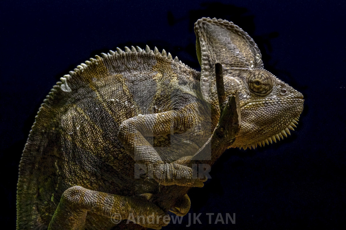 "Yemen Chameleon" stock image