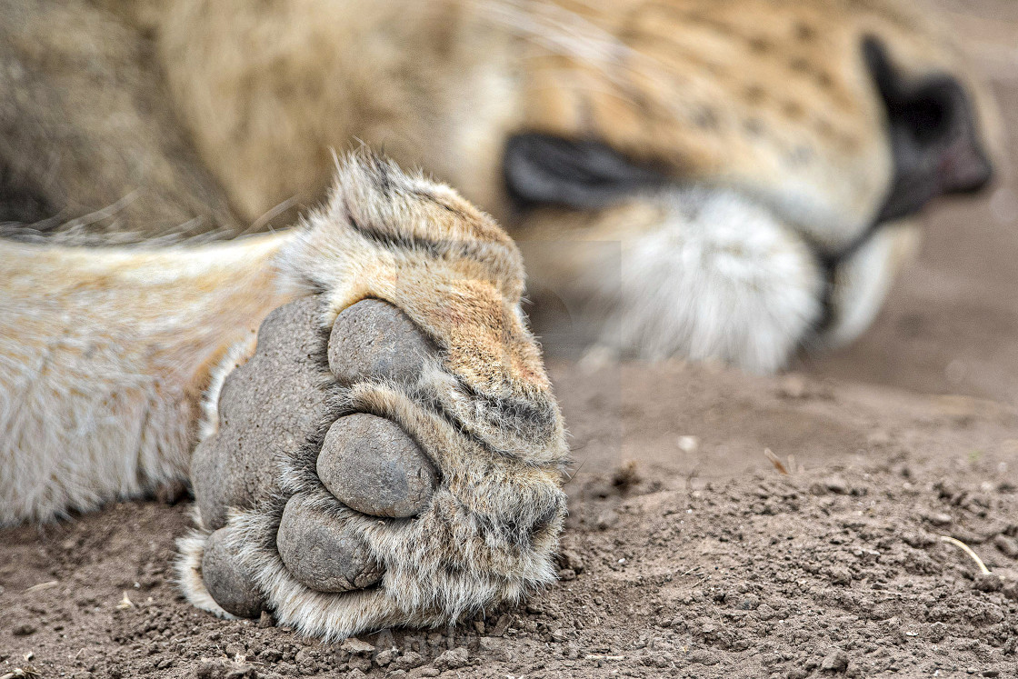 "A Lion's Paw" stock image