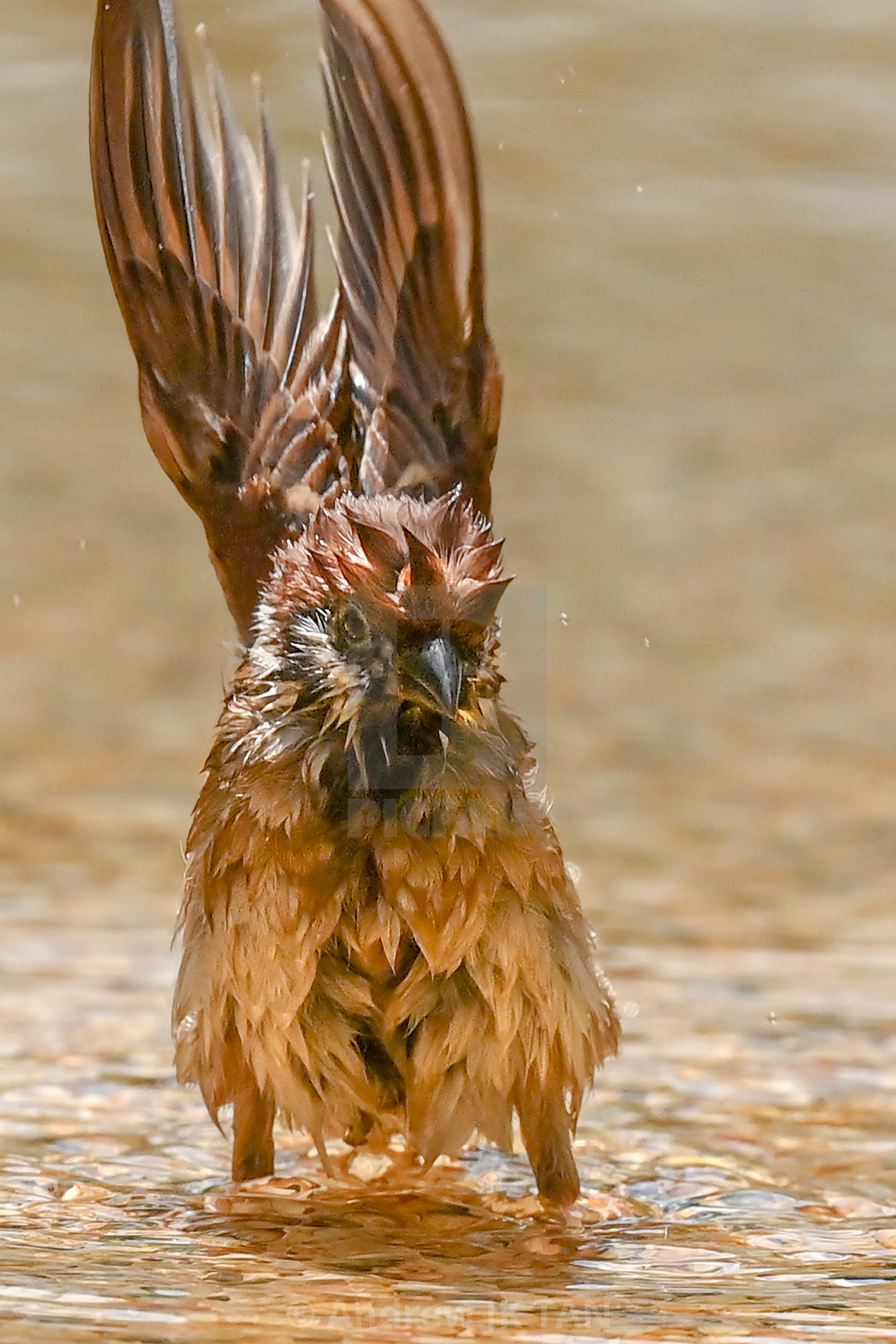 "Sparrow Cooling Down 03" stock image