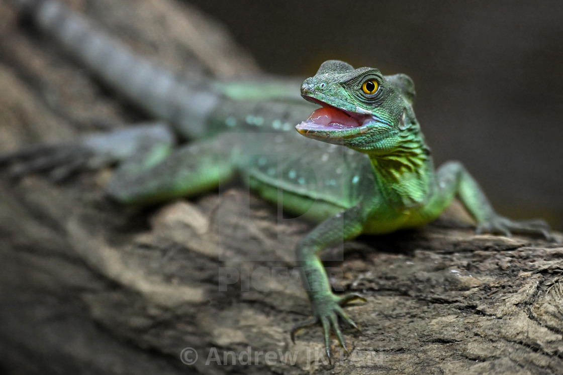 "Common Basilisk 01" stock image