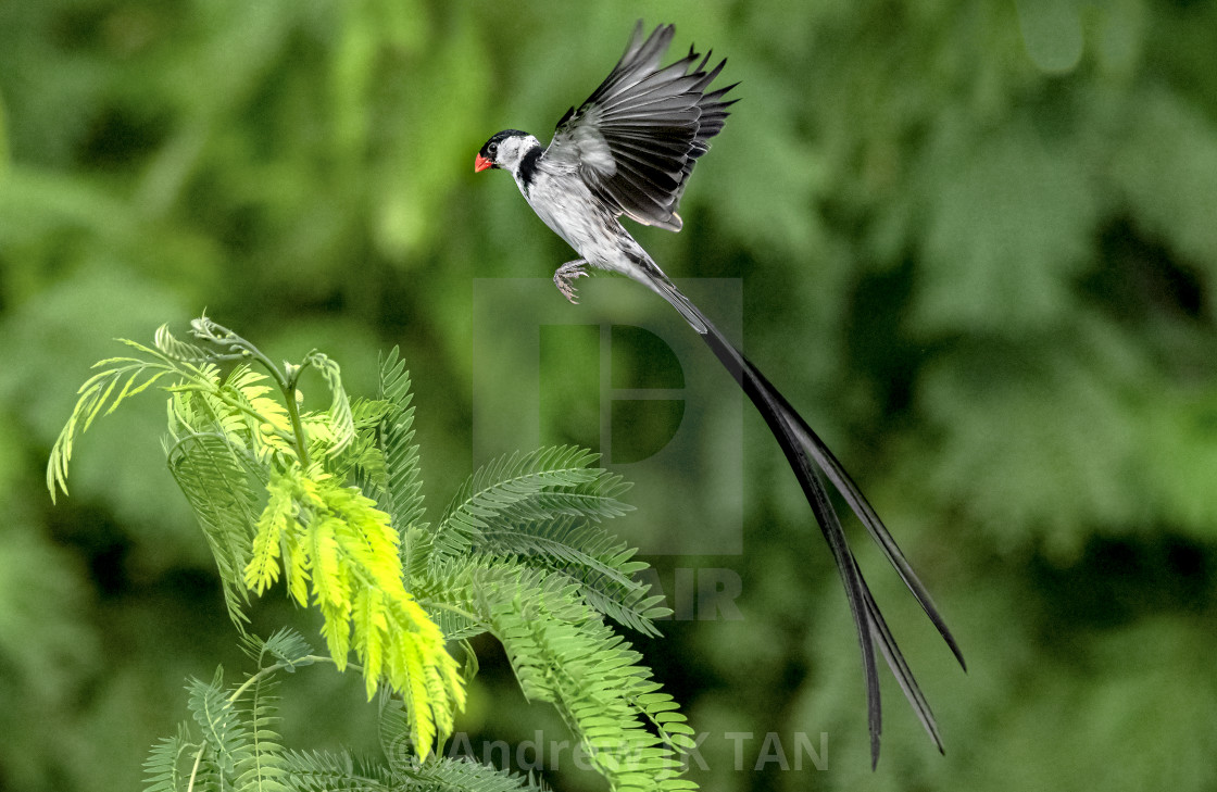 "Pin Tailed Whydah 01" stock image